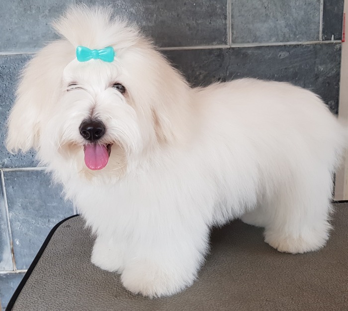 Coton de Tulear Kennel Nieninque