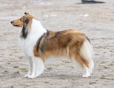 Pitkäkarvainen collie, Blue Mellow`s Rock With You